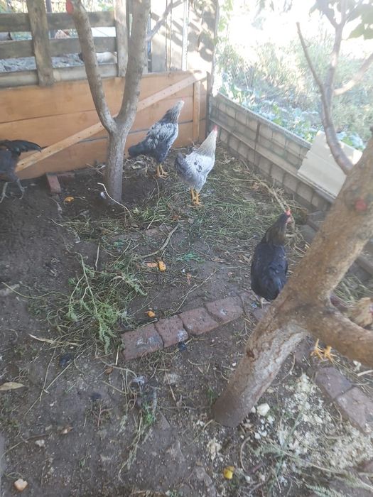 Продам петушков кур