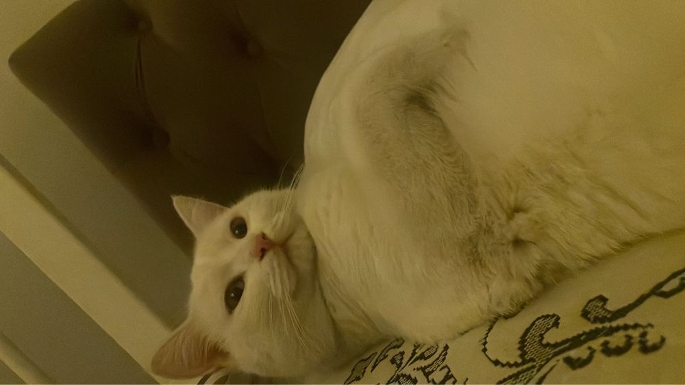 Котенок-мальчик , 9 месяцев