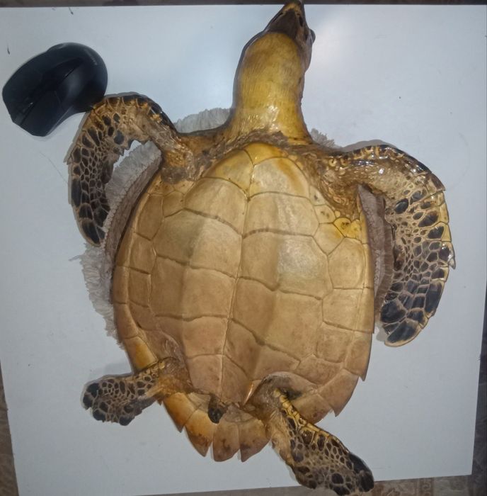 Чучело морской черепахи