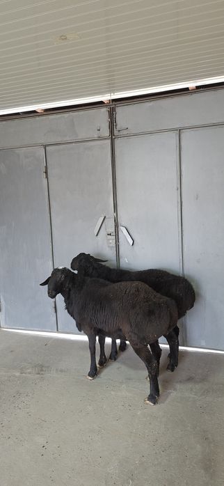 Qo‘zi qo‘chqorlar sotiladi.