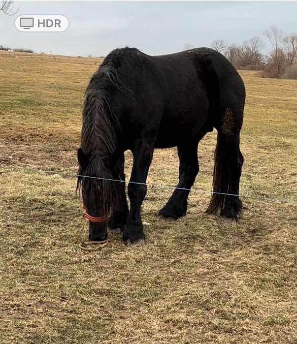 Vand manz Percheron ,3 ani,acte de Franta