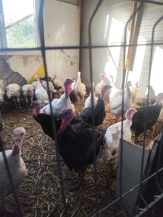 Vând curcani la 5-6kg