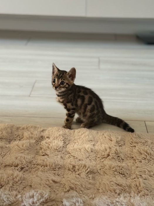 Кошки, бенгалы, котята, бенгальский