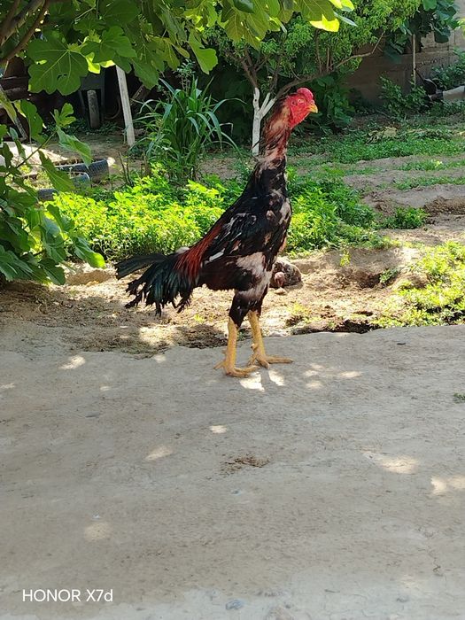 Dakang huroz toza zot