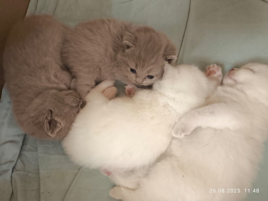 Кот Скоттиш страйт приглашает на вязку