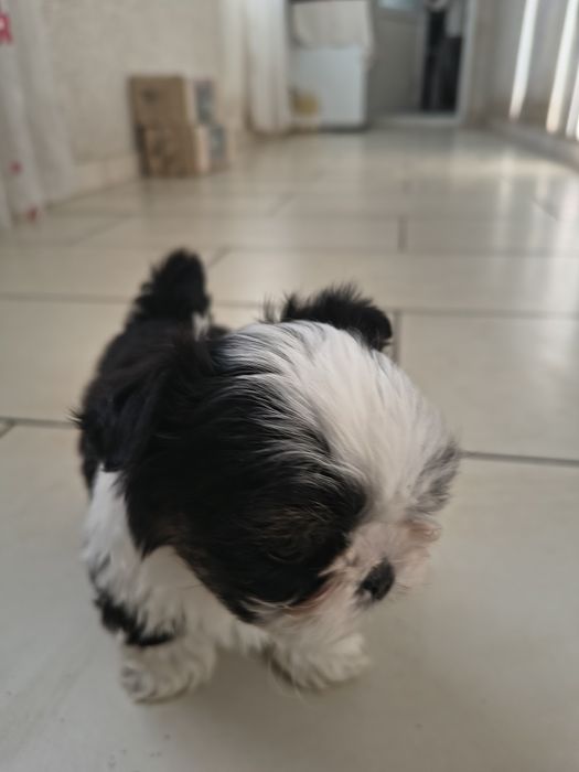 Shih tzu Talie mica