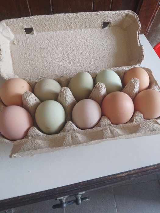 Vând oua verzi proaspete