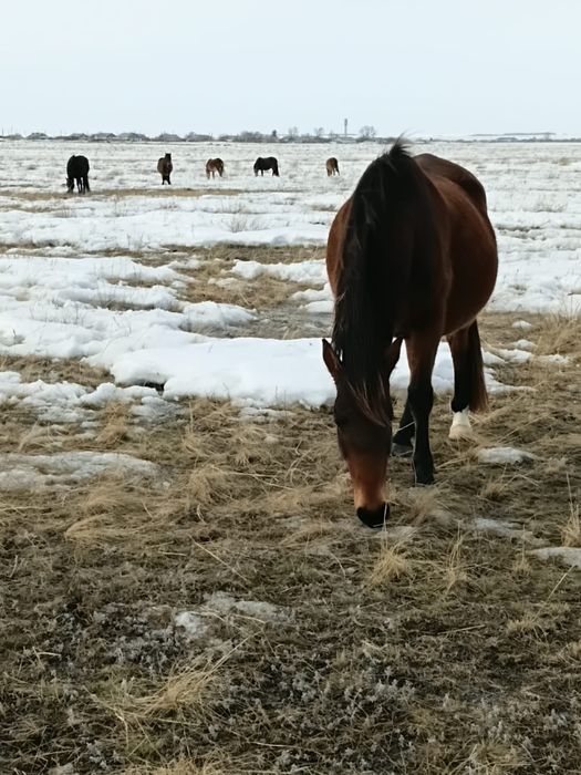 Продам лошадей жеребых
