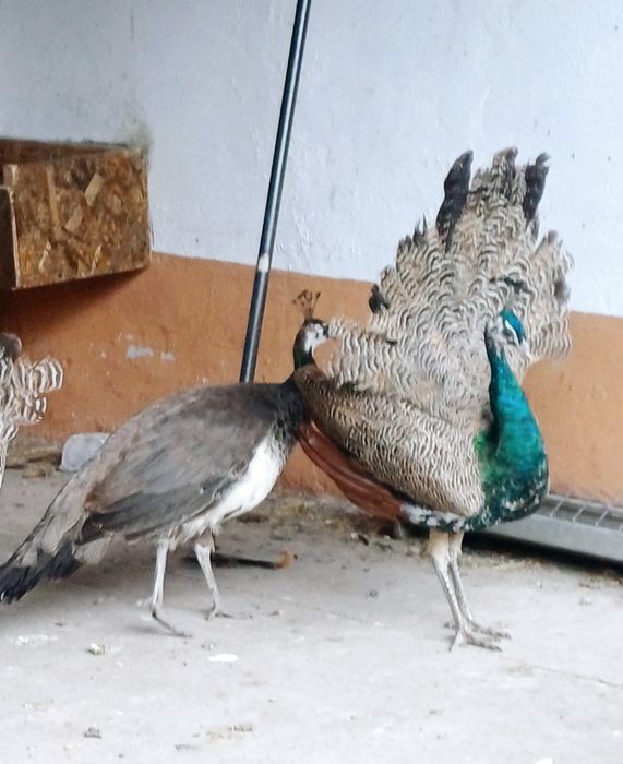 Vând pereche pauni 2024