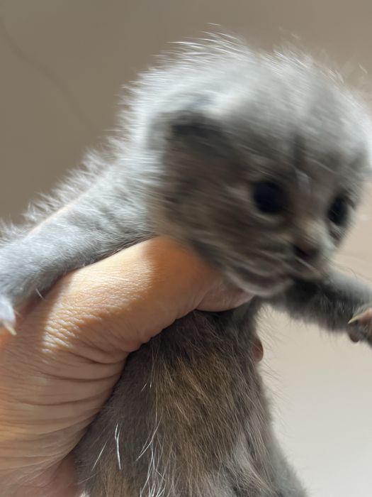 Брон котят Шиншила