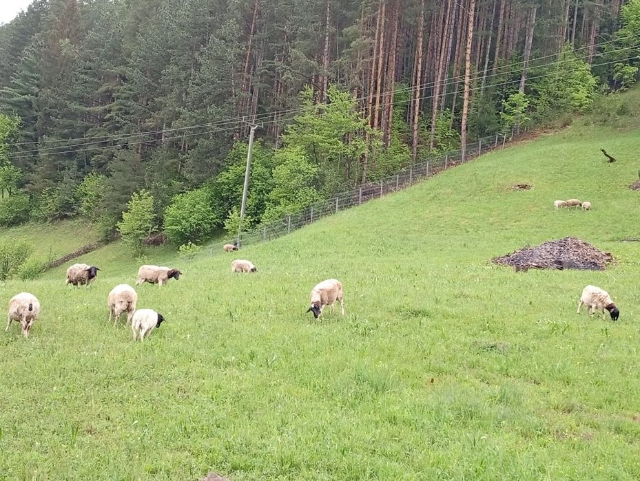 Oi, mieluțe, berbecuți dorper