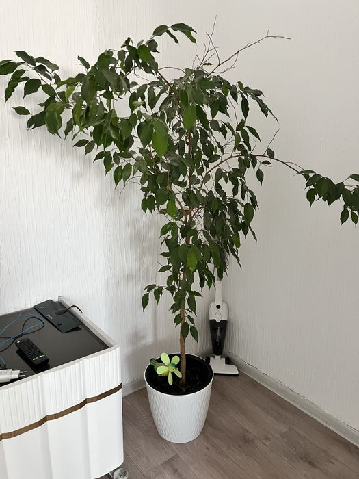 Комнатные цветы недорого