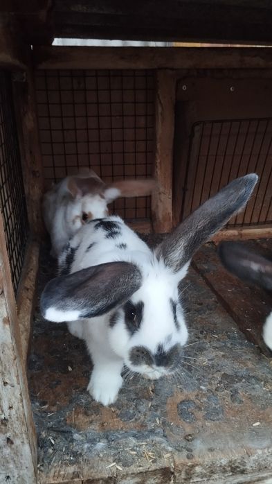 Продаются кролики