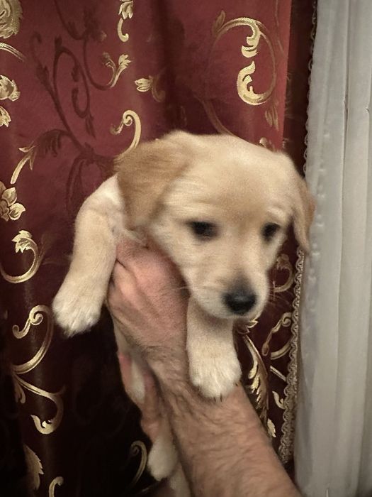 Отдам в добрые руки щенка