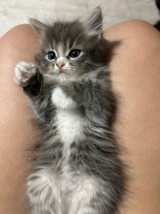 Кошечка милашка