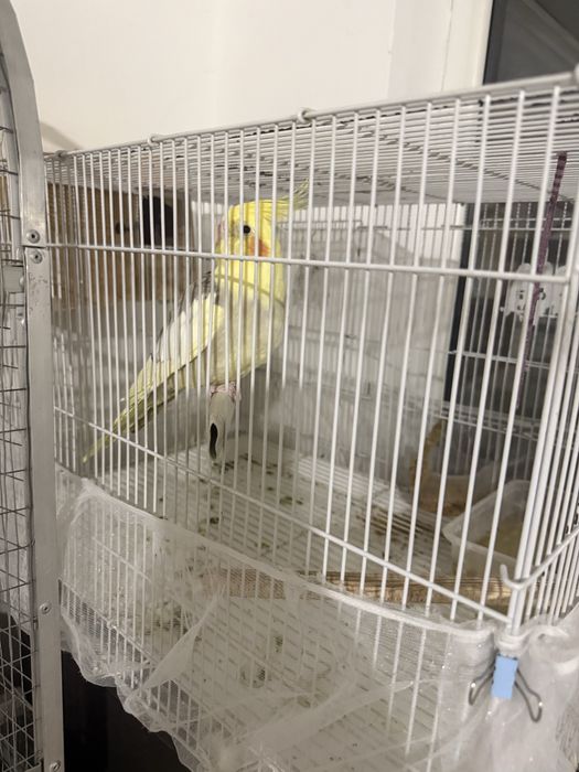 Корелла с клеткой