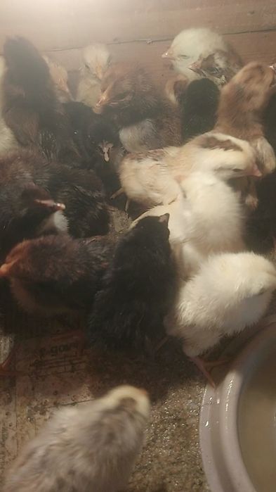 Шөже сатылады кучинский