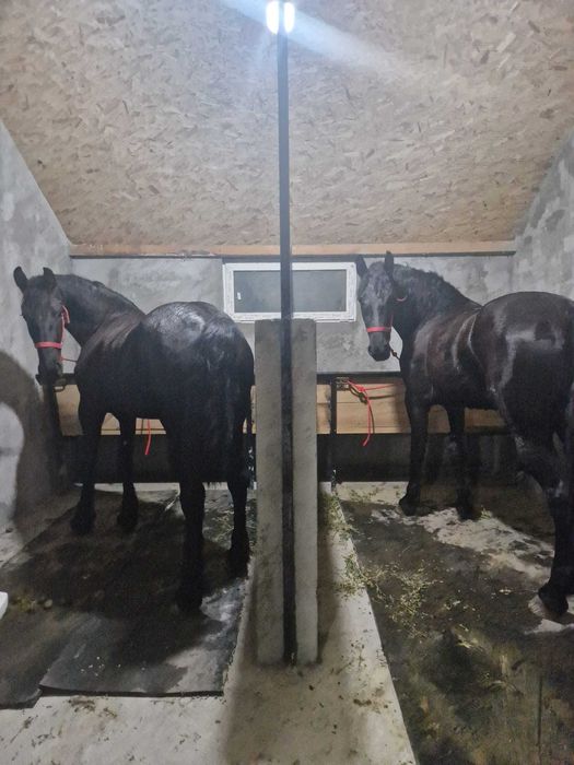 Iepe friesieni, maraton, hamuri si clopotei de vanzare