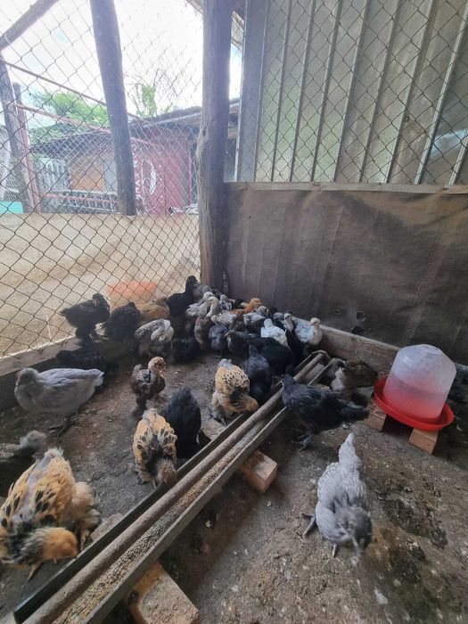 Pui si pasari adulte Brahma si Australorp