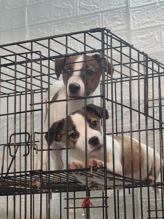 Джек рассел терьер