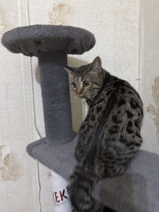 Бенгаль мушукча сотилади