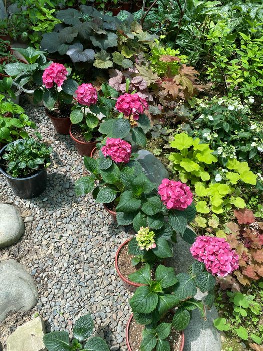 Крупнолистная Гортензия.