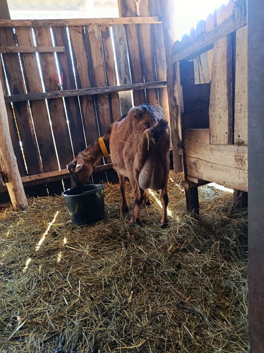 Capră aplină franceză