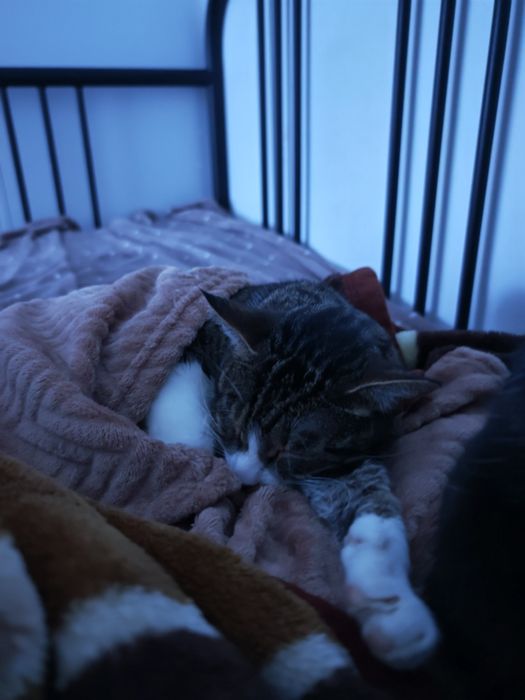 Pet sitter Bucuresti