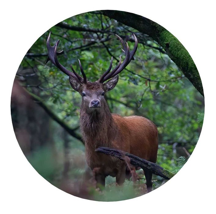 Калъф За Резервна Гума На Джип С Елен Сърандак