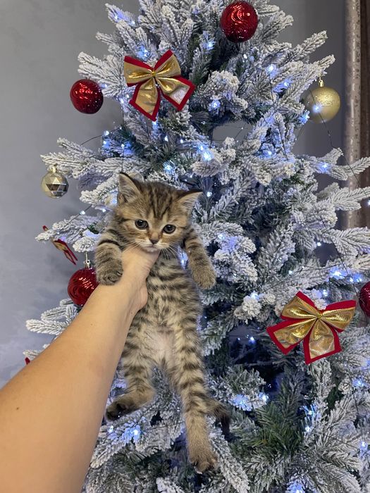 Шотландские котята в продаже