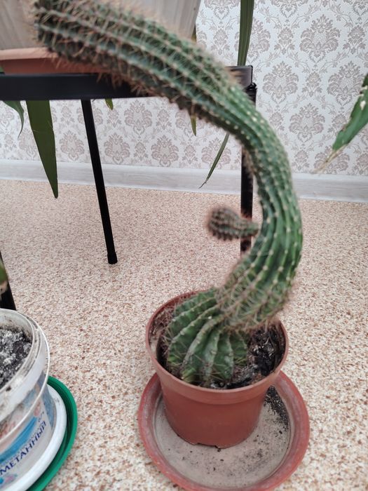 Продам Кактус домашний