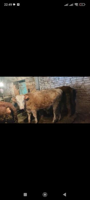 Бычок ,откорм сатылады