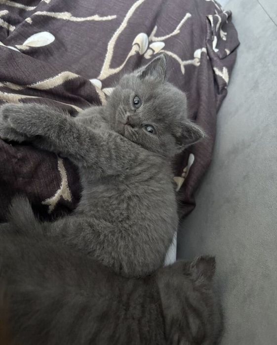 Британские котята