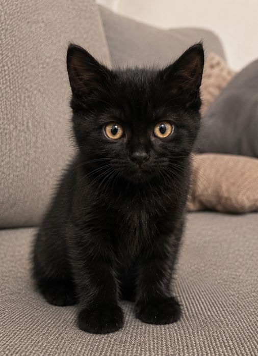 Котята бесплатно