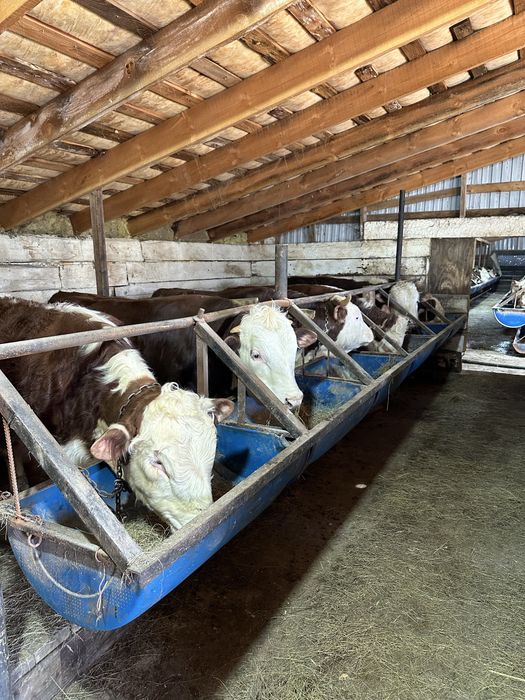 Откорм букалар сатылат