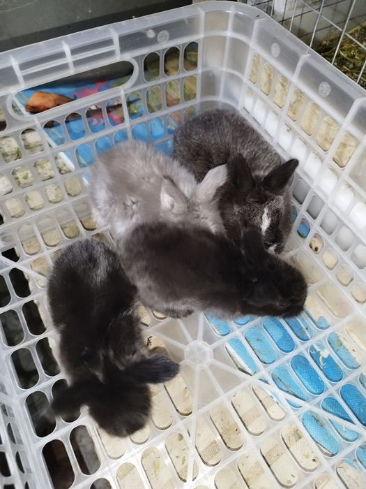 Кролики декоративные