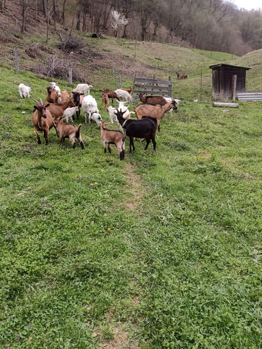 Vand 20 capre alpina franceza si saanen