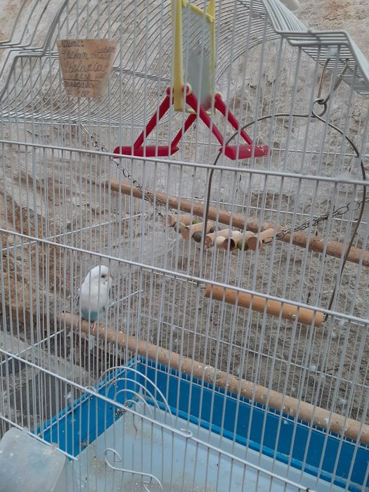 Cusca mare cu accesorii pentru perusi