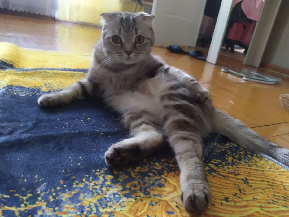 Отдам в заботливые руки