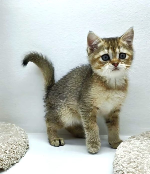 ШоТлаНдские ПрямоУхие