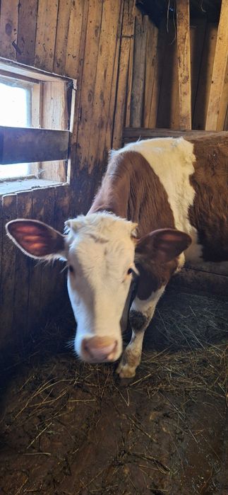 Vând vițică Bălțată Românească, 7 luni