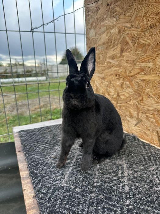 Vând familie Rex pitic