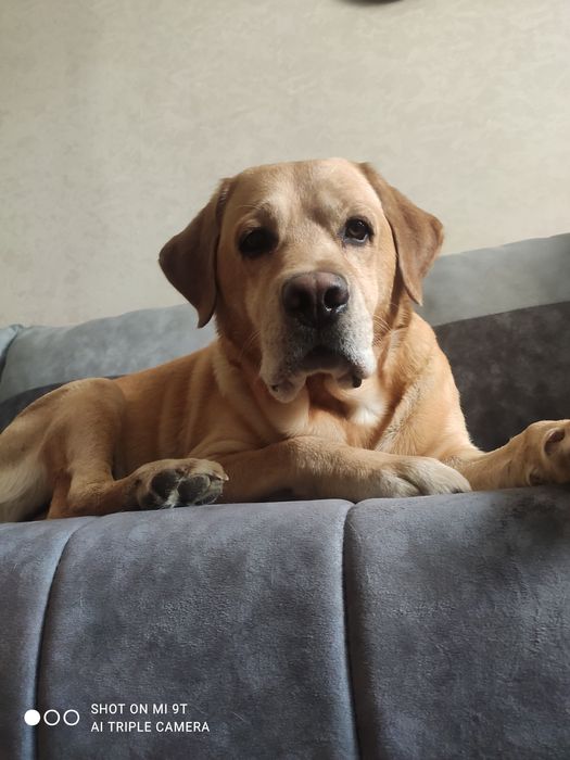 Вязка лабрадор ретривер