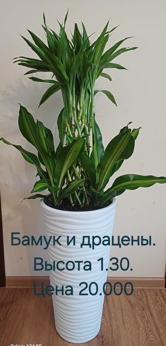 Комнатные цветы!Очень большой выбор.