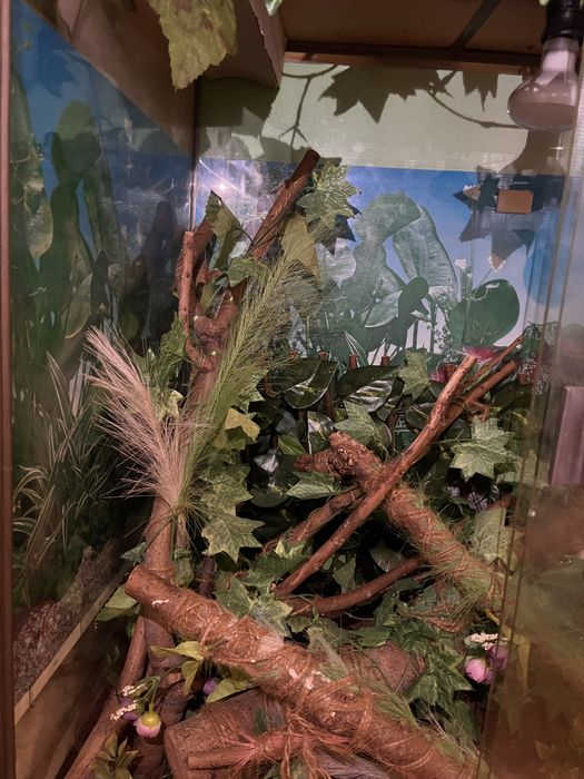 Терариум за игуана или хамалион.