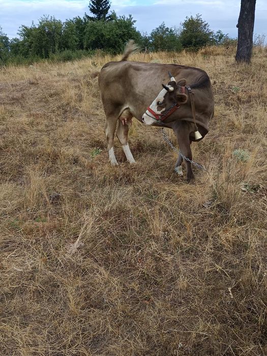Vând vaca prima fătare