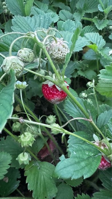 Продам Место дЛя отдыха ДАЧУ