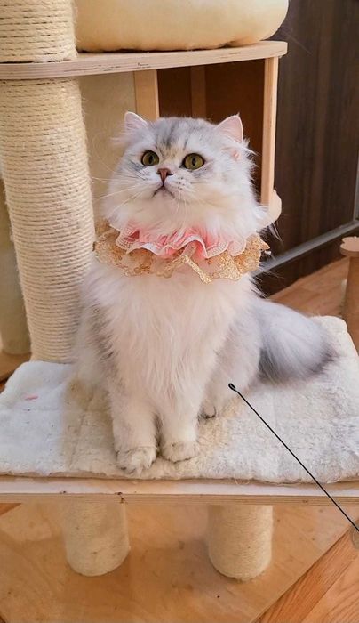 British longhair fetita pedigree din ambii parinti Campioni Mondiali