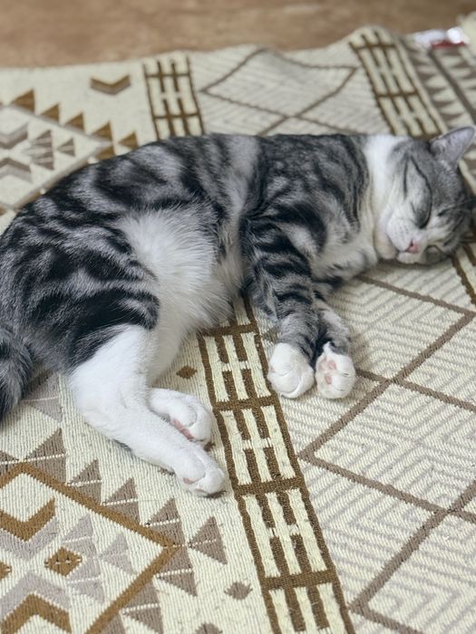 Отдам кота в хорошый руки