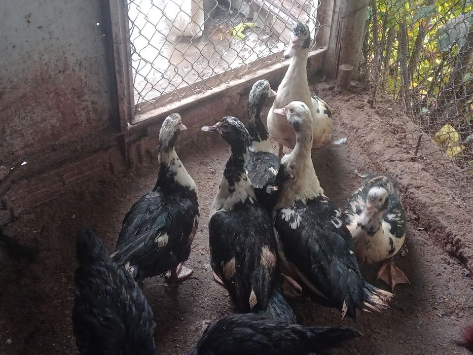 Неми(мускусни)патици на 6,5месеца